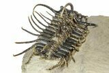 Spiny Koneprusia Trilobite - Foum Zguid, Morocco #344463-4
